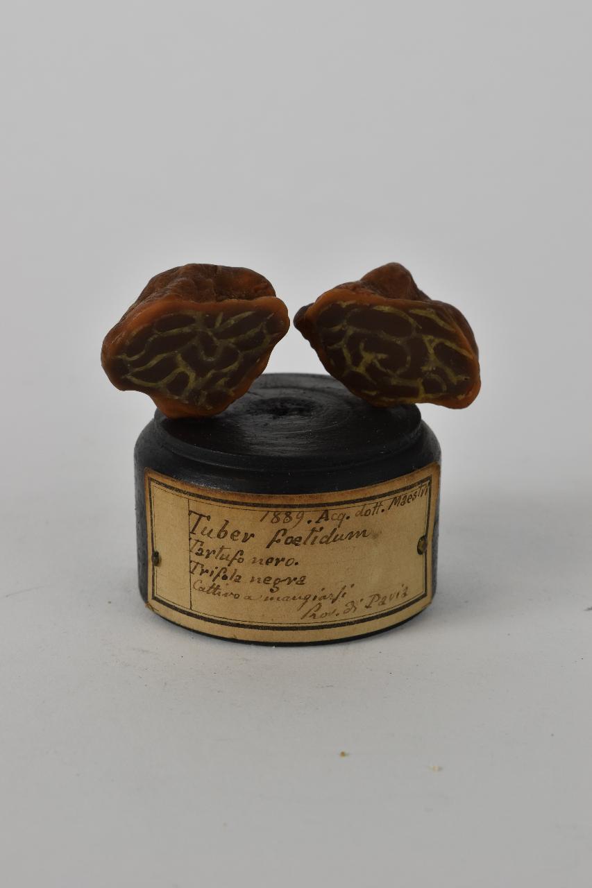Modello di Maestri, Angelo - produzione ceroplastica ottocentesca (sec. XIX)