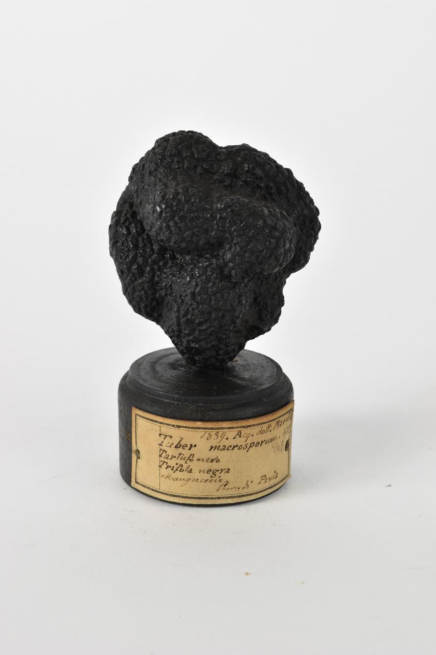 Modello di Maestri, Angelo - produzione ceroplastica ottocentesca (sec. XIX)