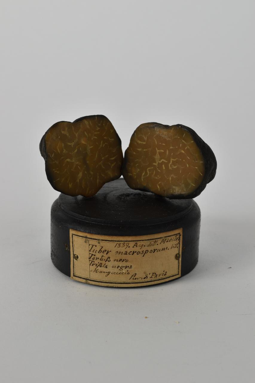 Modello di Maestri, Angelo - produzione ceroplastica ottocentesca (sec. XIX)