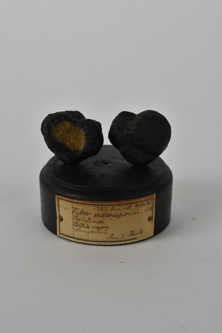 Modello di Maestri, Angelo - produzione ceroplastica ottocentesca (sec. XIX)