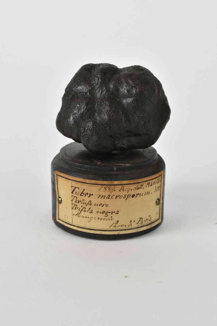 Modello di Maestri, Angelo - produzione ceroplastica ottocentesca (sec. XIX)