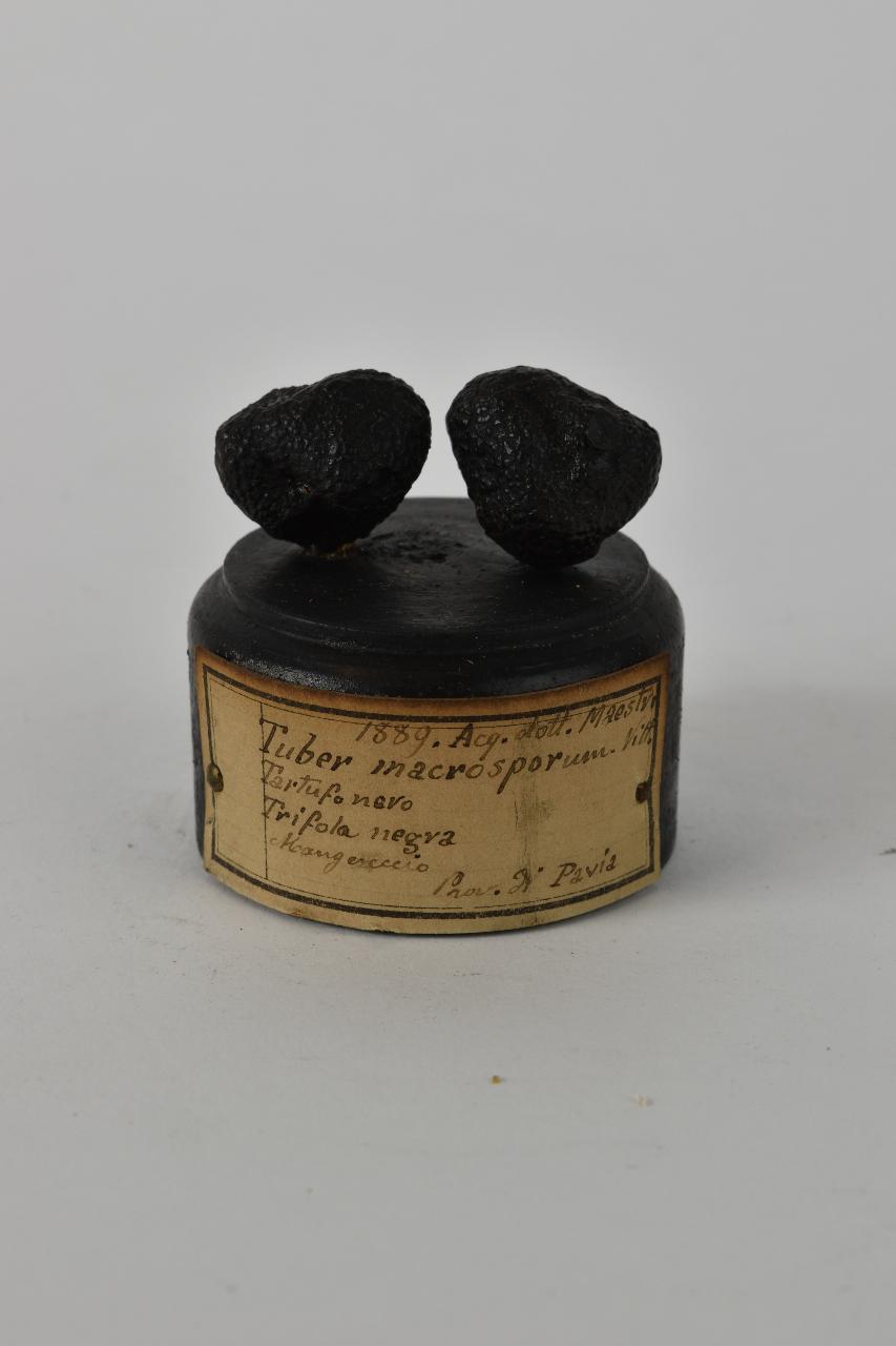 Modello di Maestri, Angelo - produzione ceroplastica ottocentesca (sec. XIX)