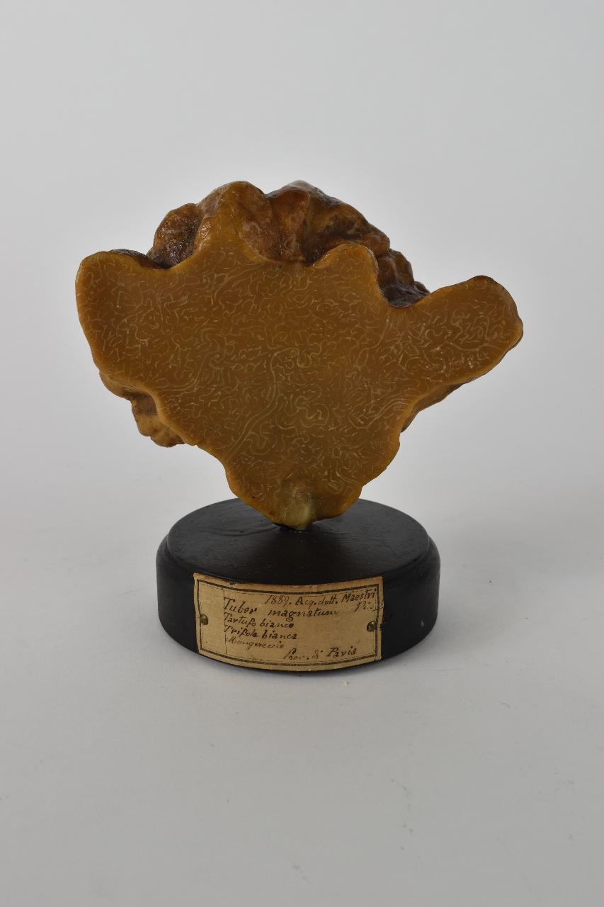 Modello di Maestri, Angelo - produzione ceroplastica ottocentesca (sec. XIX)