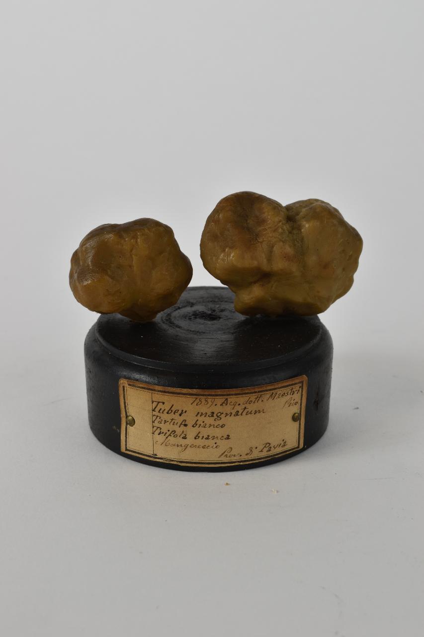 Modello di Maestri, Angelo - produzione ceroplastica ottocentesca (sec. XIX)