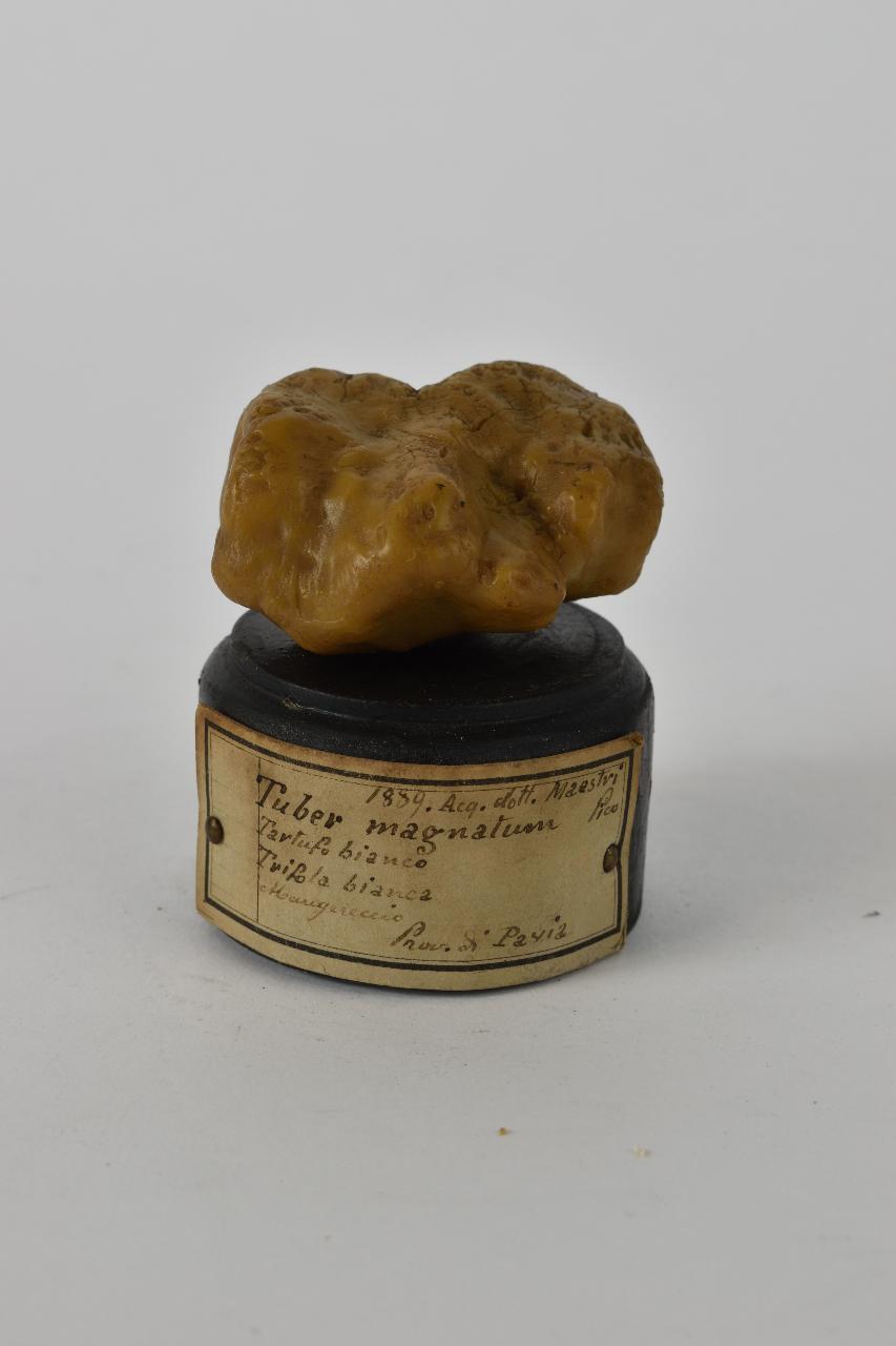 Modello di Maestri, Angelo - produzione ceroplastica ottocentesca (sec. XIX)