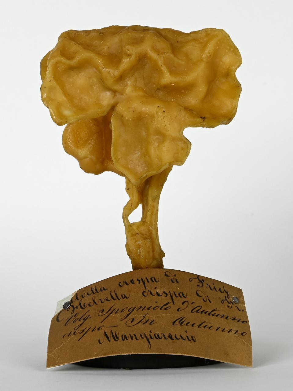 Modello di Maestri, Angelo - produzione ceroplastica ottocentesca (sec. XIX)