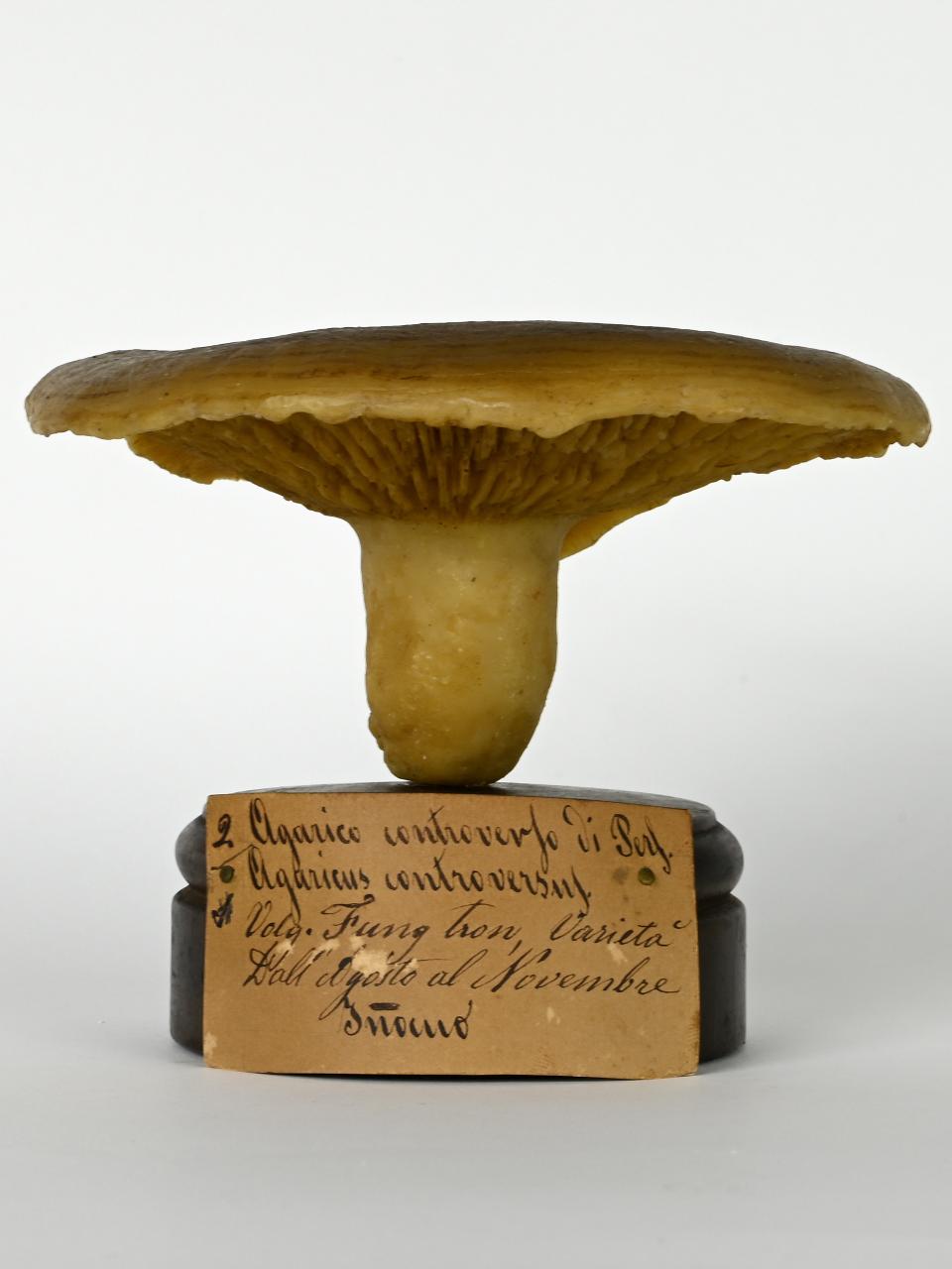 Modello di Maestri, Angelo - produzione ceroplastica ottocentesca (sec. XIX)