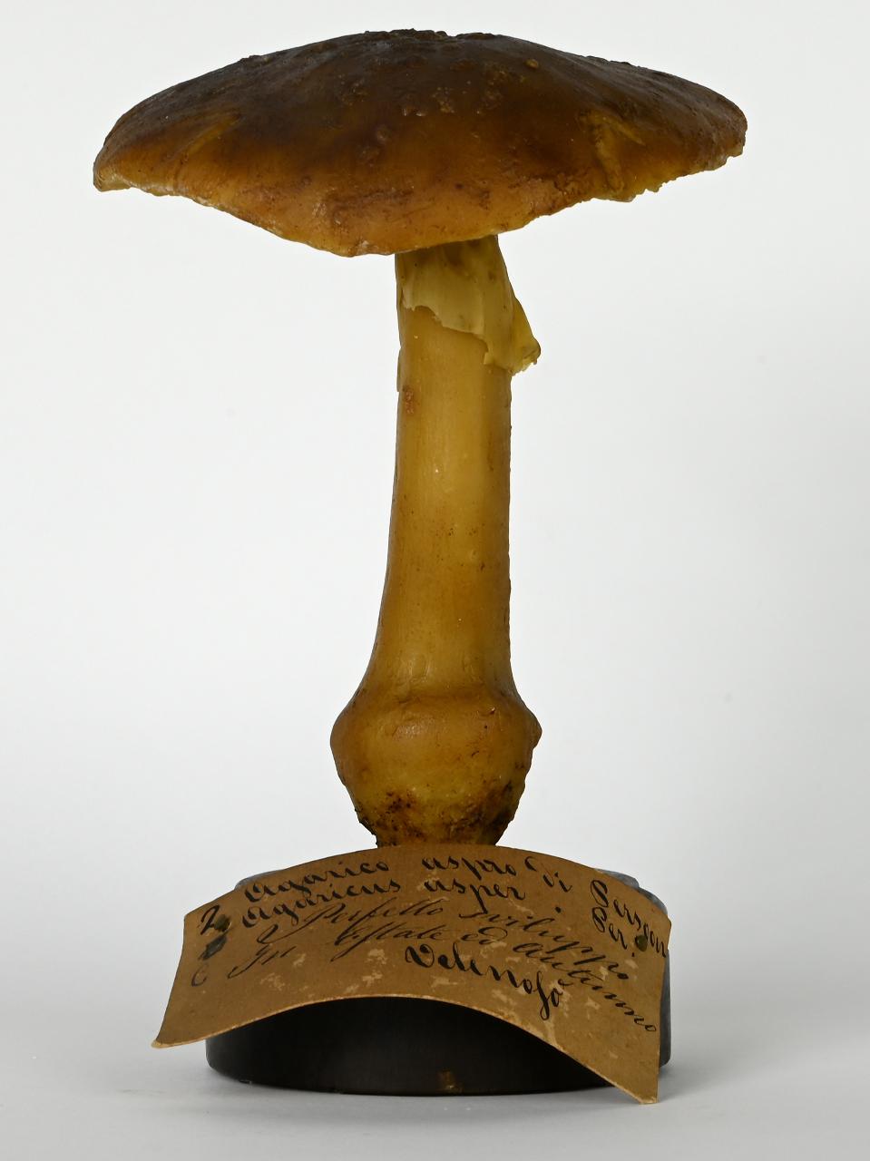 Modello di Maestri, Angelo - produzione ceroplastica ottocentesca (sec. XIX)