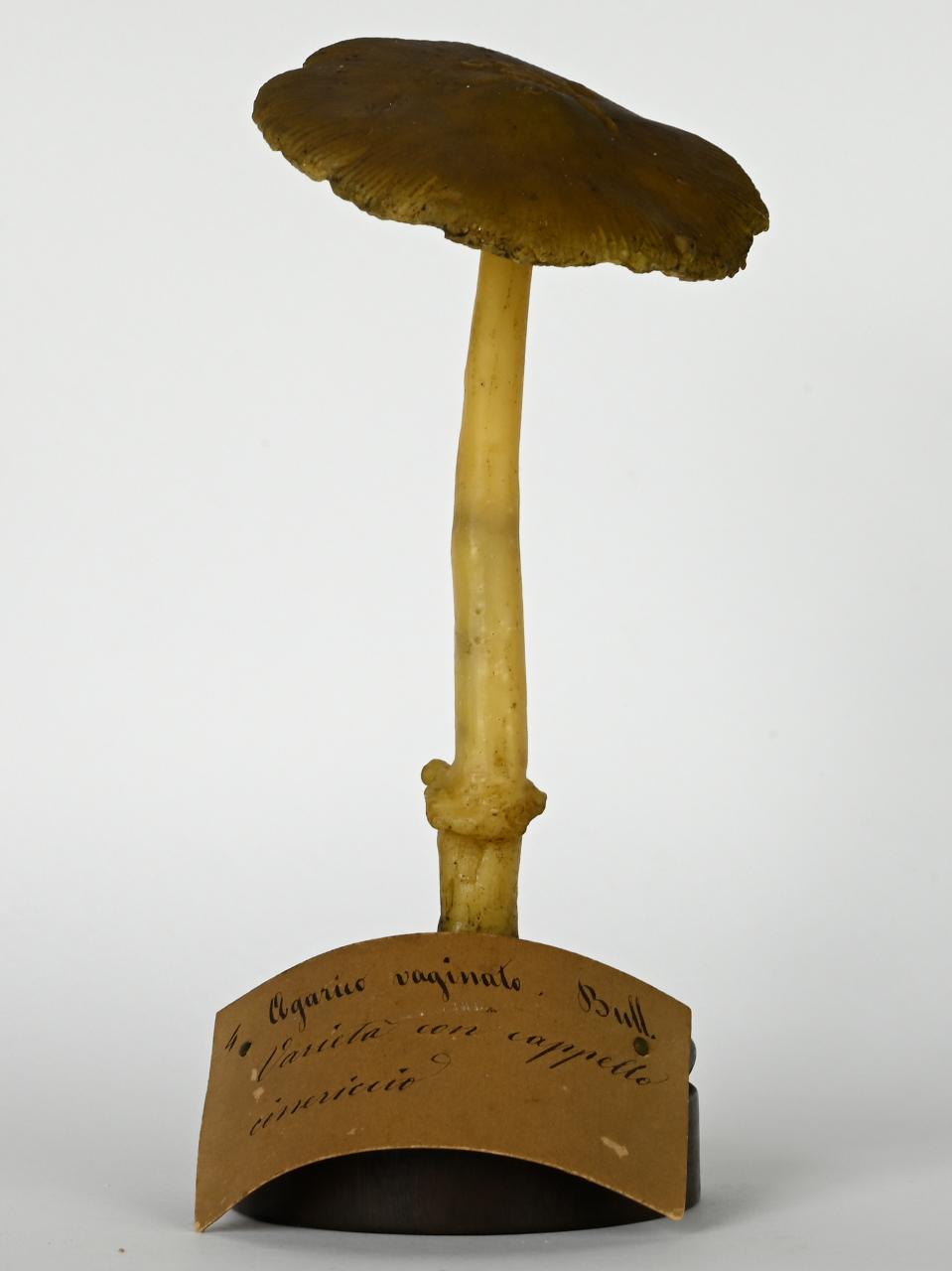 Modello di Maestri, Angelo - produzione ceroplastica ottocentesca (sec. XIX)