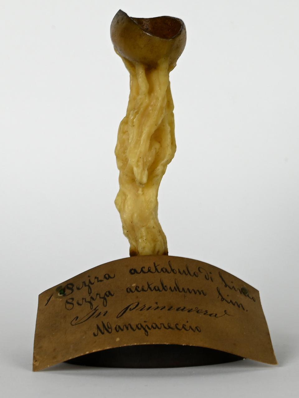 Modello di Maestri, Angelo - produzione ceroplastica ottocentesca (sec. XIX)