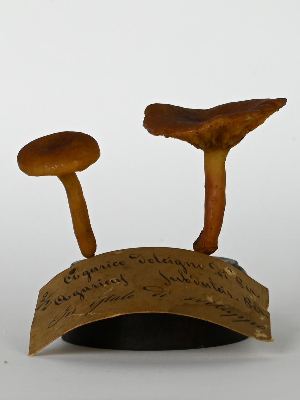 Modello di Maestri, Angelo - produzione ceroplastica ottocentesca (sec. XIX)