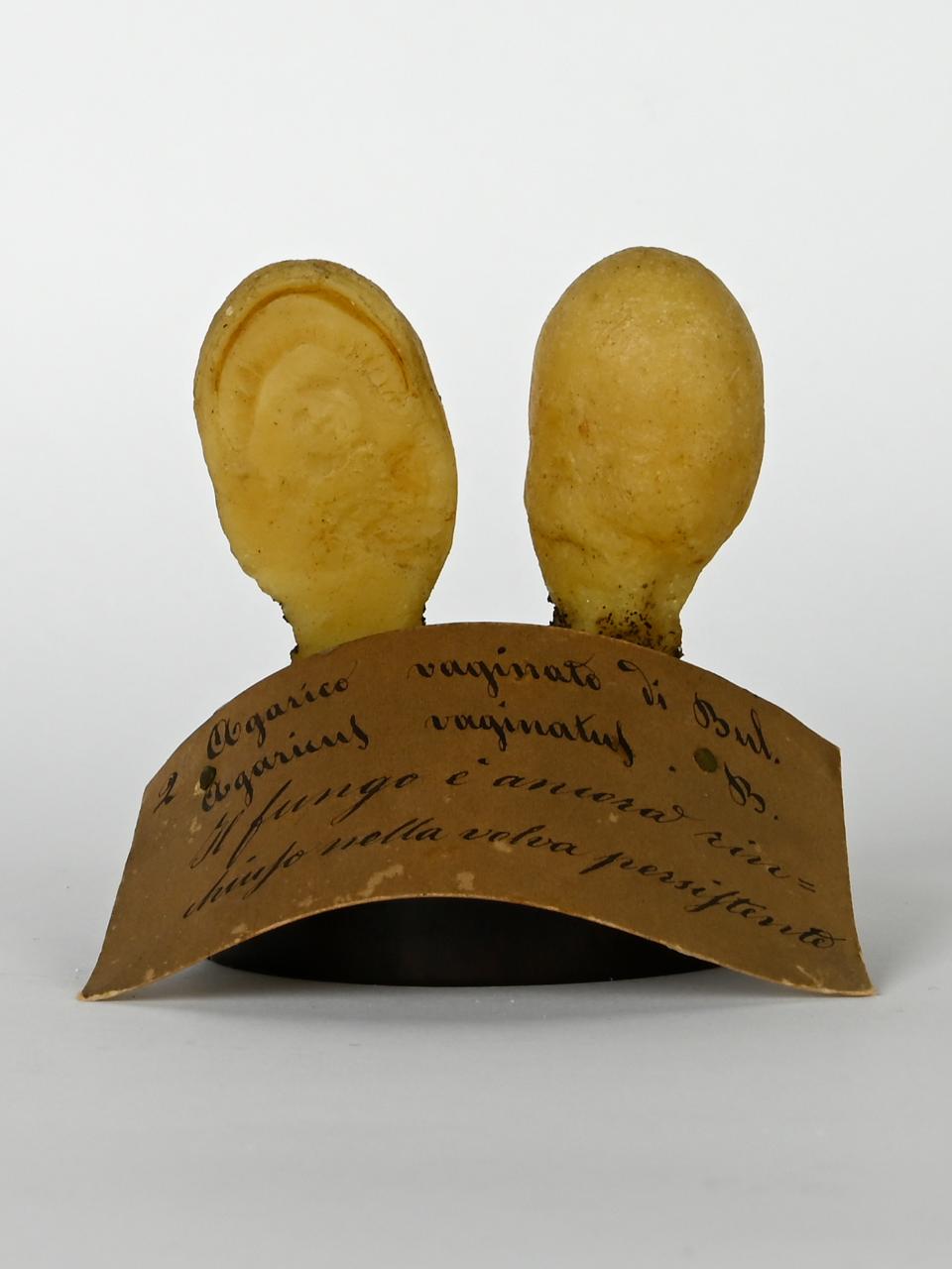 Modello di Maestri, Angelo - produzione ceroplastica ottocentesca (sec. XIX)