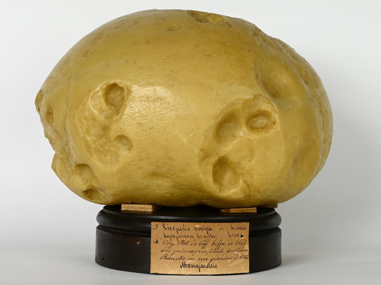Modello di Maestri, Angelo - produzione ceroplastica ottocentesca (sec. XIX)
