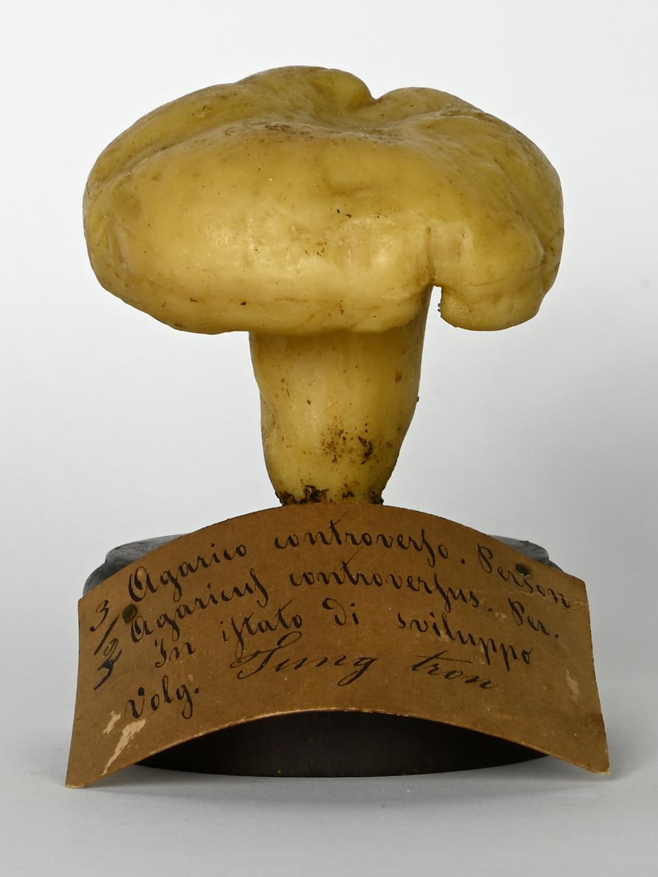 Modello di Maestri, Angelo - produzione ceroplastica ottocentesca (sec. XIX)