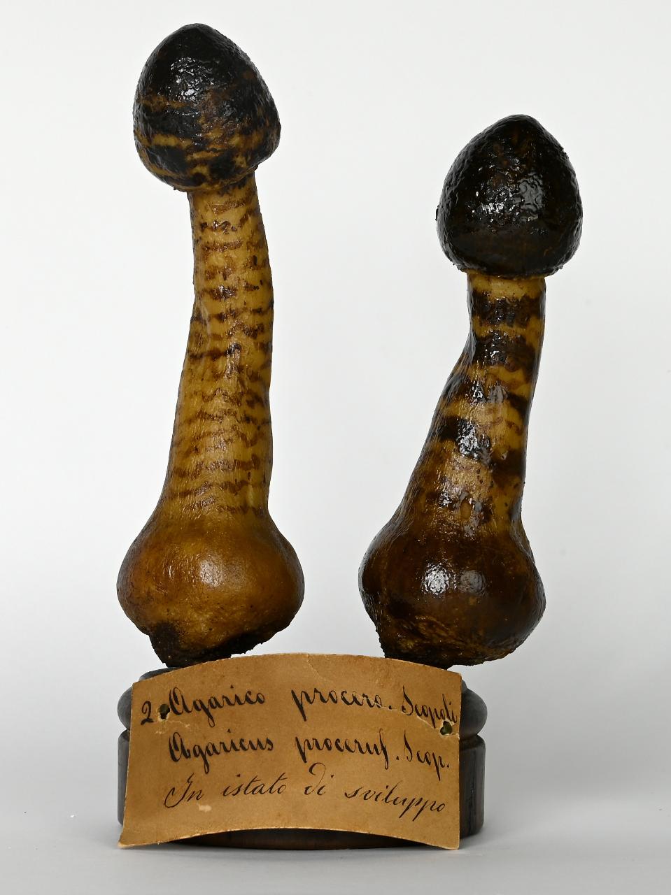 Modello di Maestri, Angelo - produzione ceroplastica ottocentesca (sec. XIX)