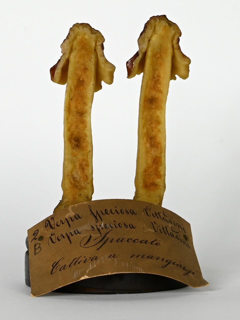 Modello di Maestri, Angelo - produzione ceroplastica ottocentesca (sec. XIX)