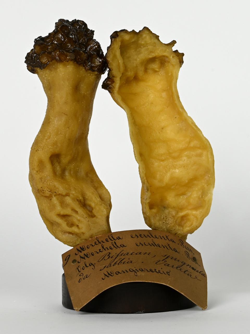 Modello di Maestri, Angelo - produzione ceroplastica ottocentesca (sec. XIX)