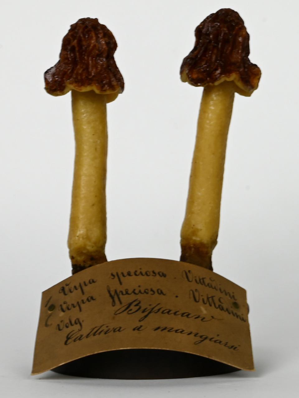 Modello di Maestri, Angelo - produzione ceroplastica ottocentesca (sec. XIX)