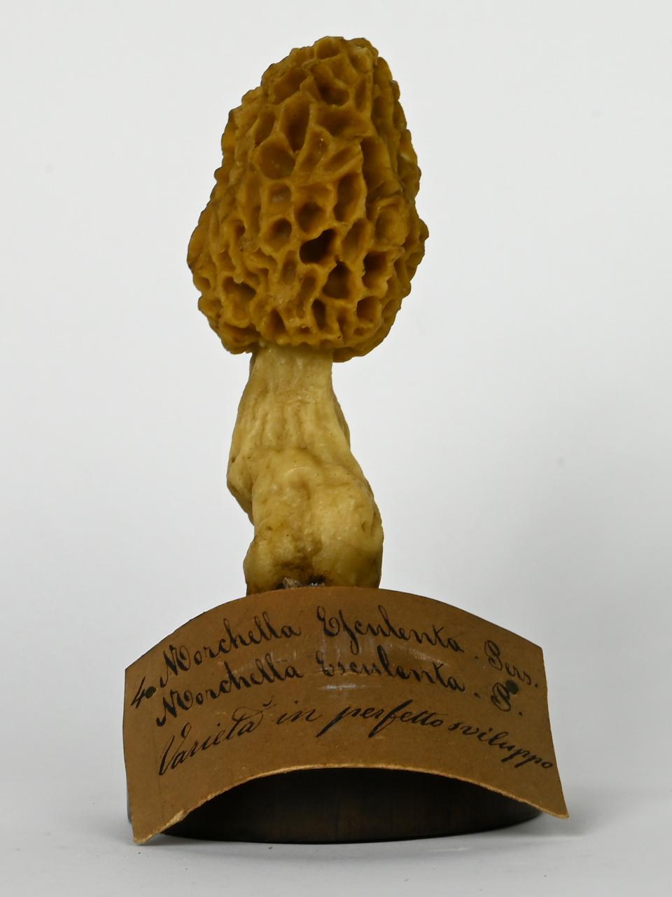 Modello di Maestri, Angelo - produzione ceroplastica ottocentesca (sec. XIX)