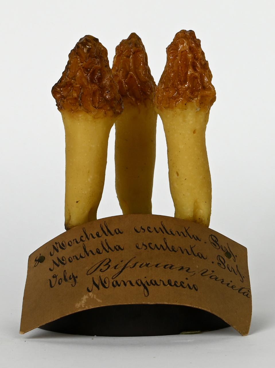 Modello di Maestri, Angelo - produzione ceroplastica ottocentesca (sec. XIX)