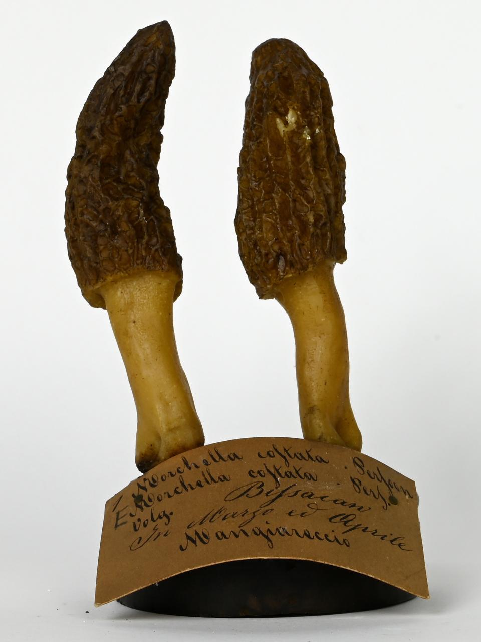 Modello di Maestri, Angelo - produzione ceroplastica ottocentesca (sec. XIX)