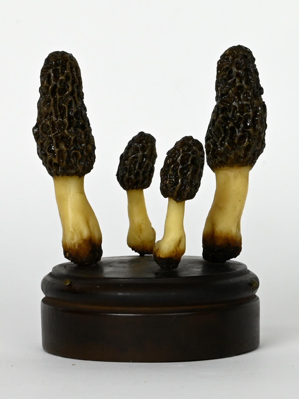 Modello di Maestri, Angelo - produzione ceroplastica ottocentesca (sec. XIX)