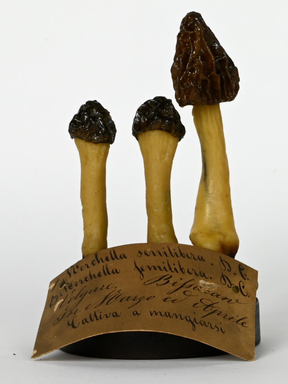 Modello di Maestri, Angelo - produzione ceroplastica ottocentesca (sec. XIX)