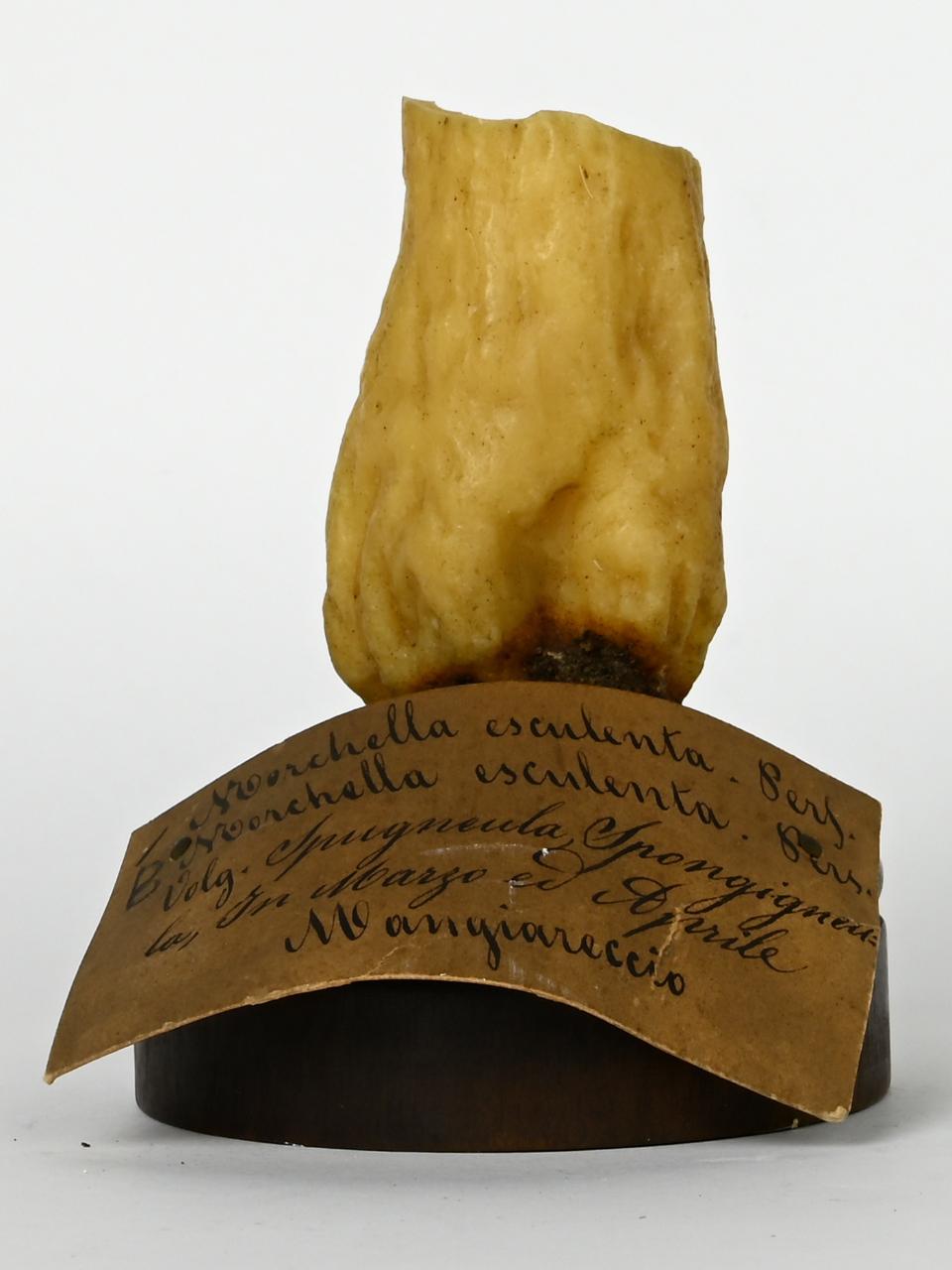 Modello di Maestri, Angelo - produzione ceroplastica ottocentesca (sec. XIX)