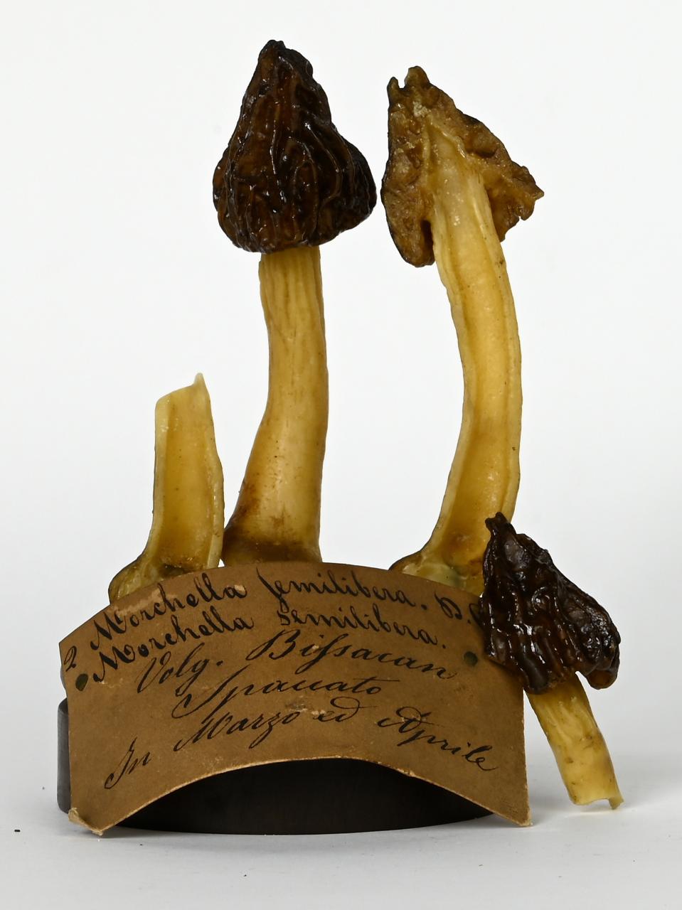 Modello di Maestri, Angelo - produzione ceroplastica ottocentesca (sec. XIX)