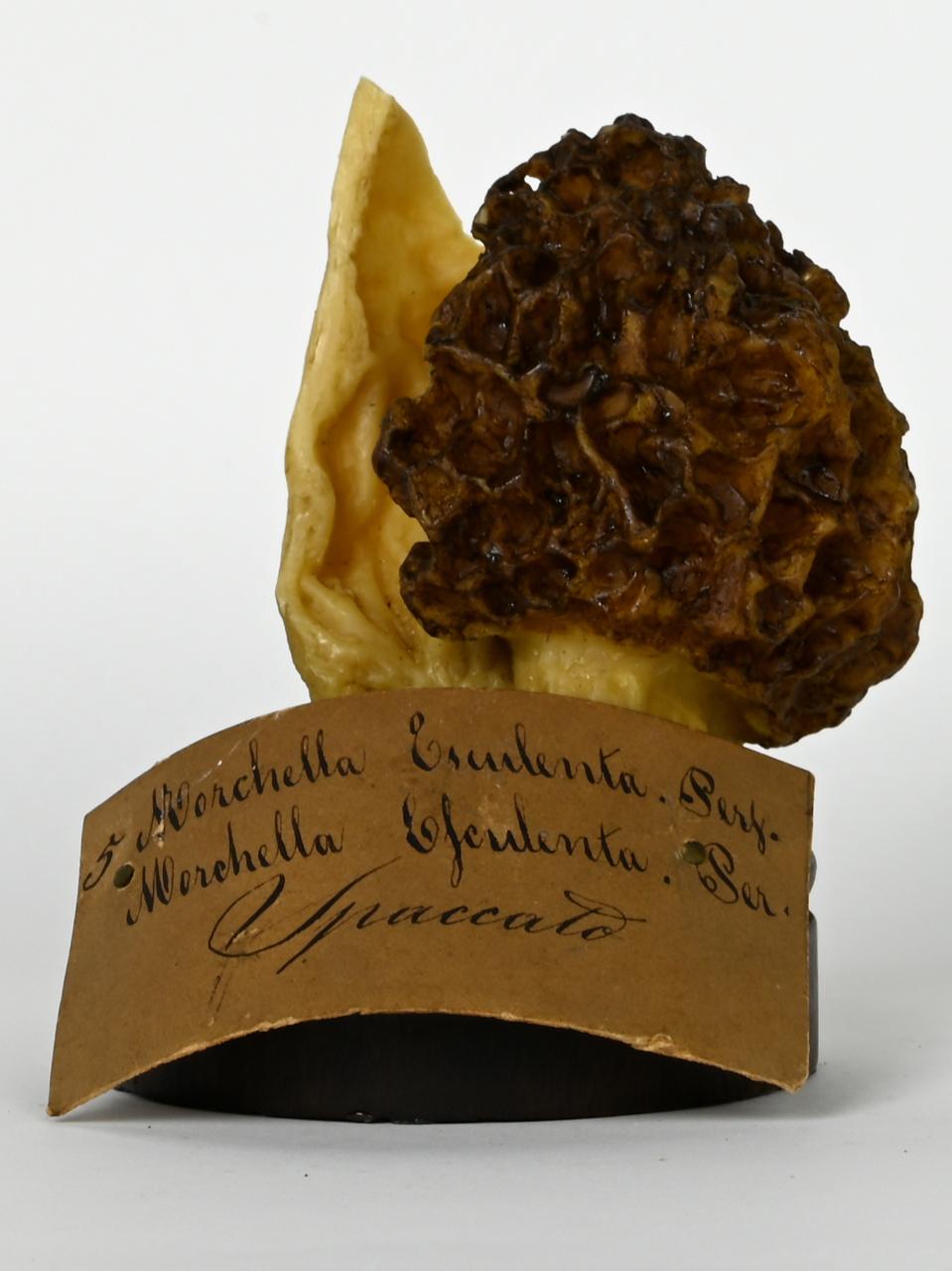 Modello di Maestri, Angelo - produzione ceroplastica ottocentesca (sec. XIX)