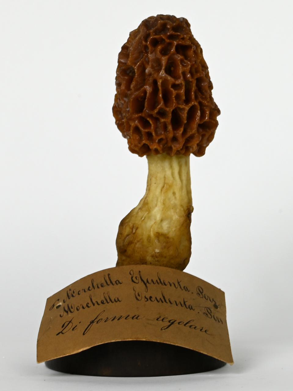 Modello di Maestri, Angelo - produzione ceroplastica ottocentesca (sec. XIX)