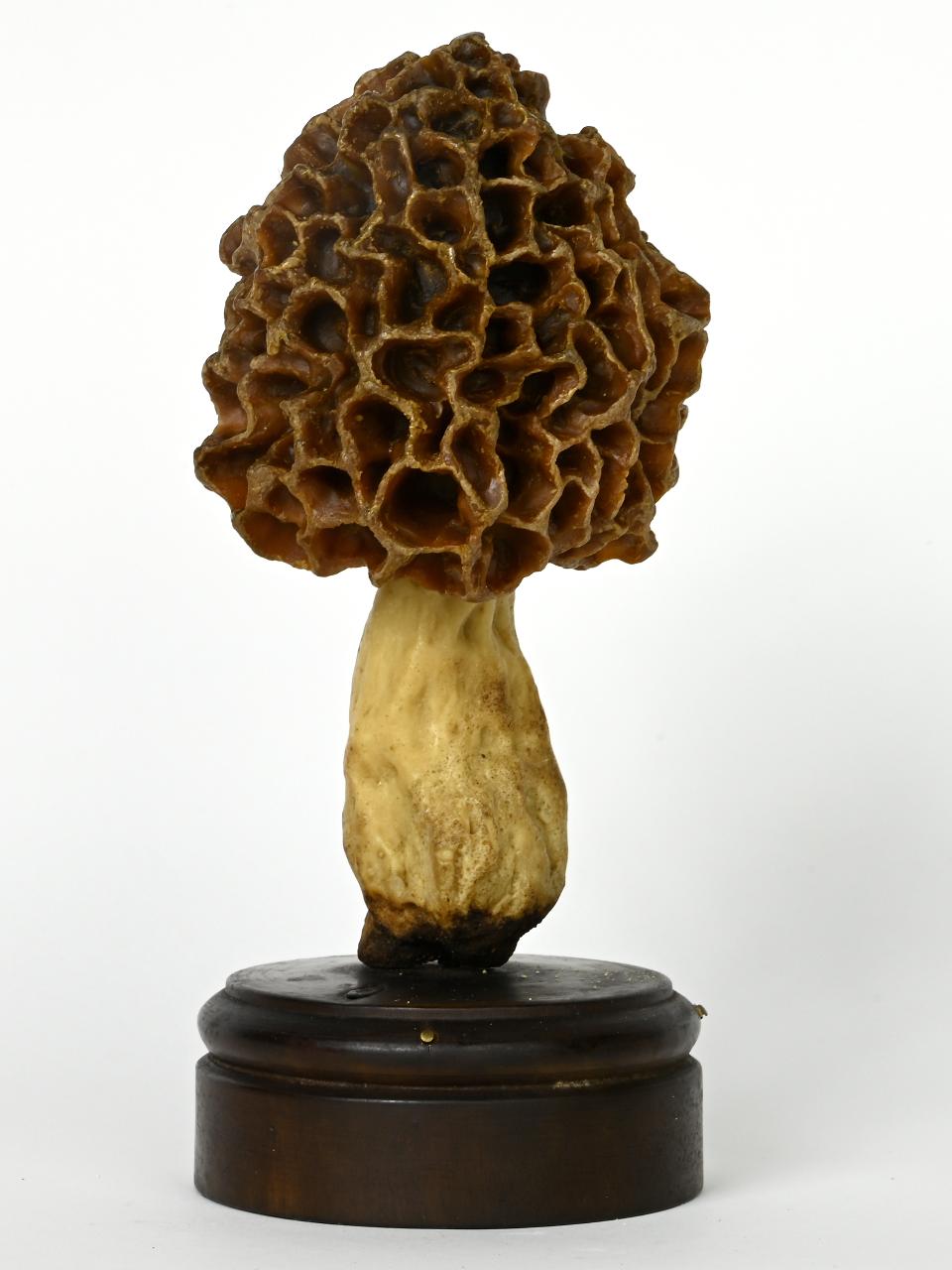 Modello di Maestri, Angelo - produzione ceroplastica ottocentesca (sec. XIX)