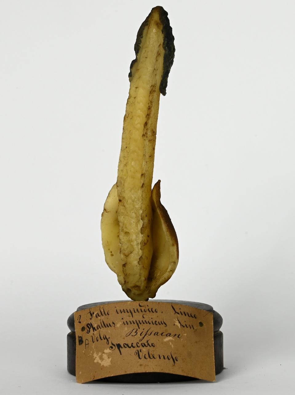 Modello di Maestri, Angelo - produzione ceroplastica ottocentesca (sec. XIX)