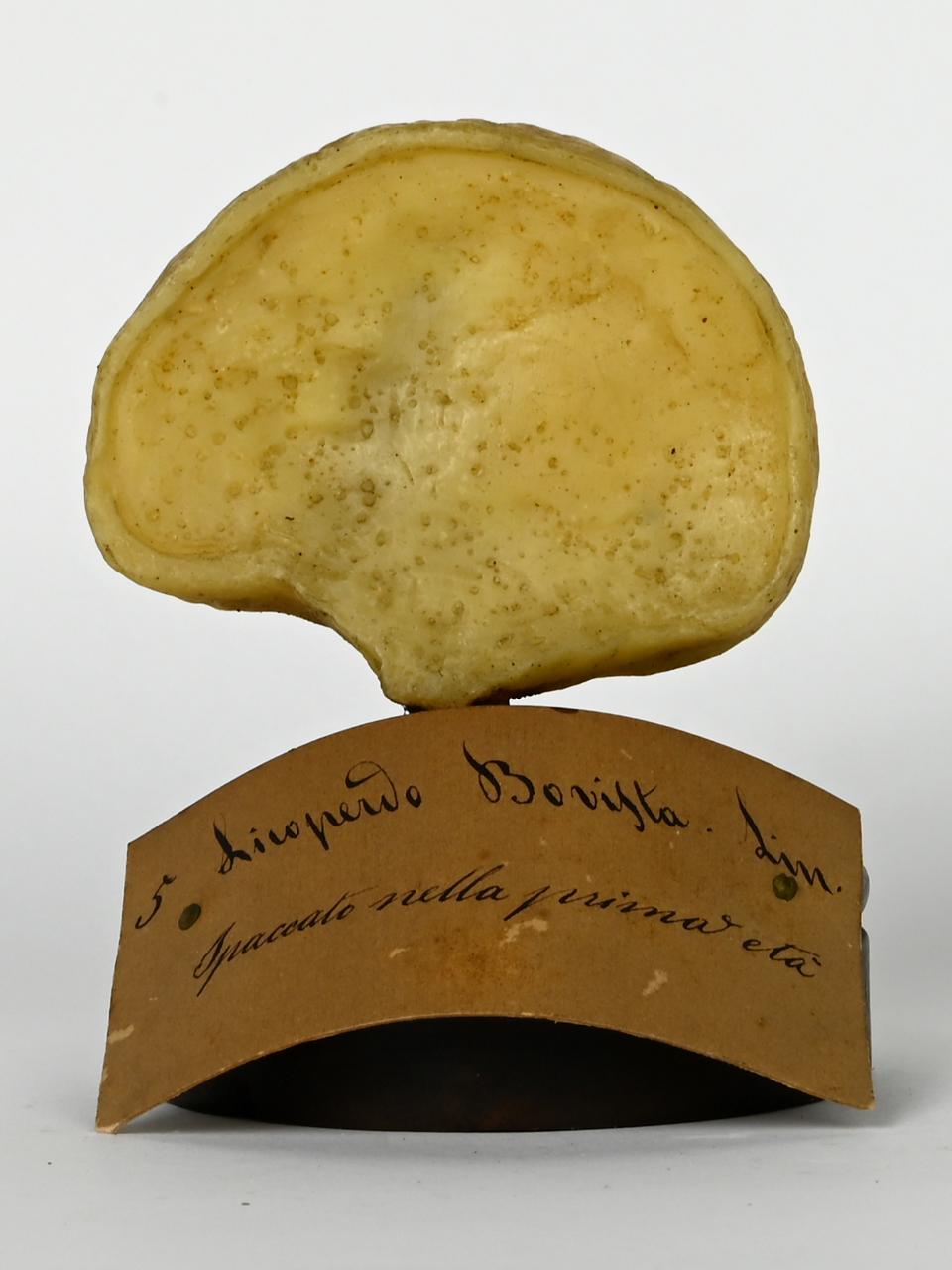 Modello di Maestri, Angelo - produzione ceroplastica ottocentesca (sec. XIX)