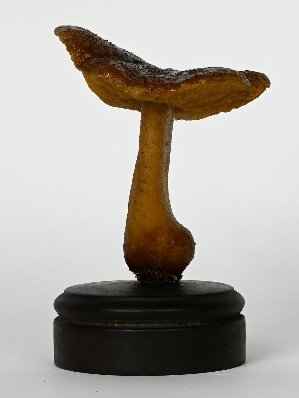 Modello di Maestri, Angelo - produzione ceroplastica ottocentesca (sec. XIX)