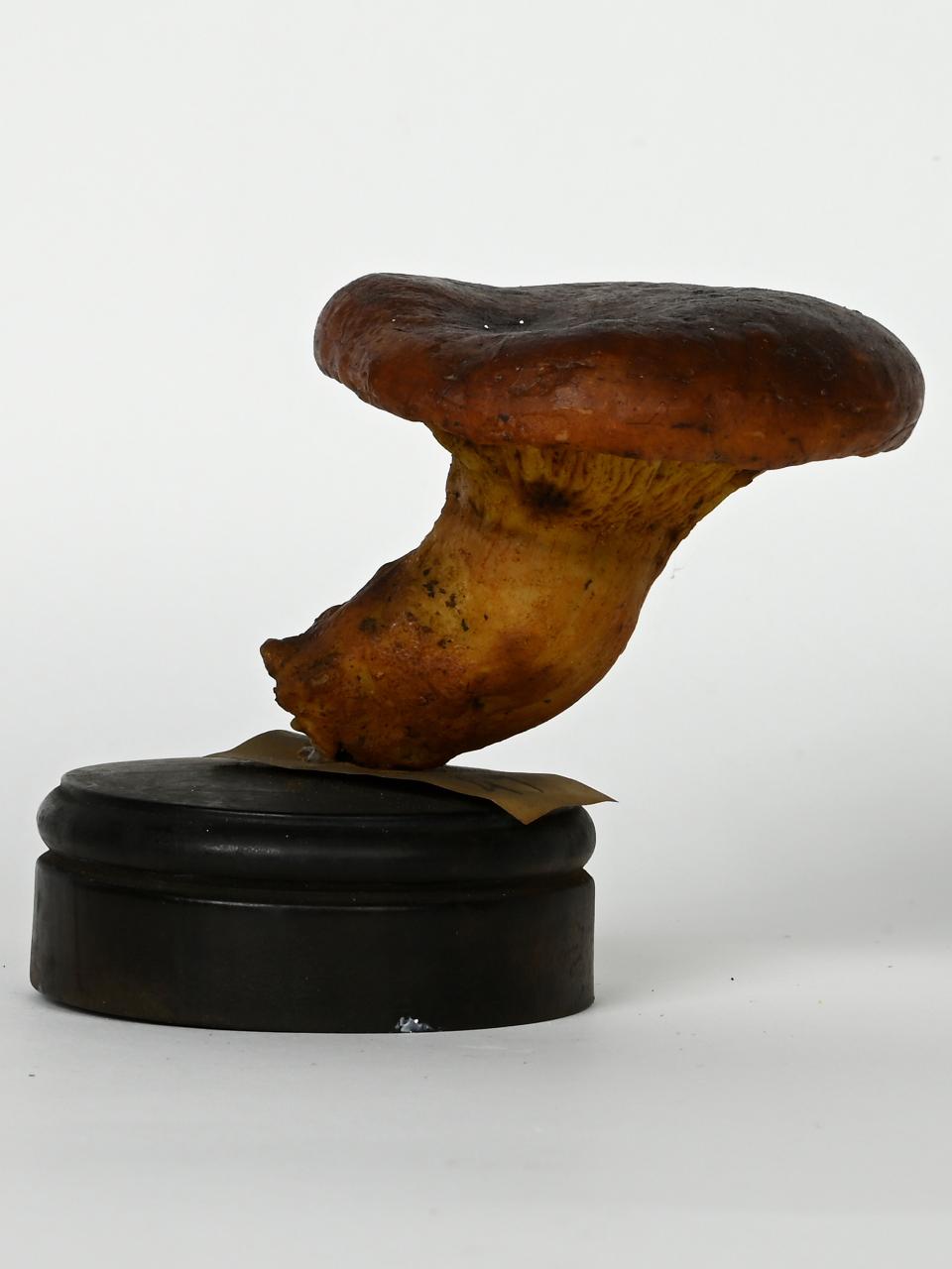 Modello di Maestri, Angelo - produzione ceroplastica ottocentesca (sec. XIX)