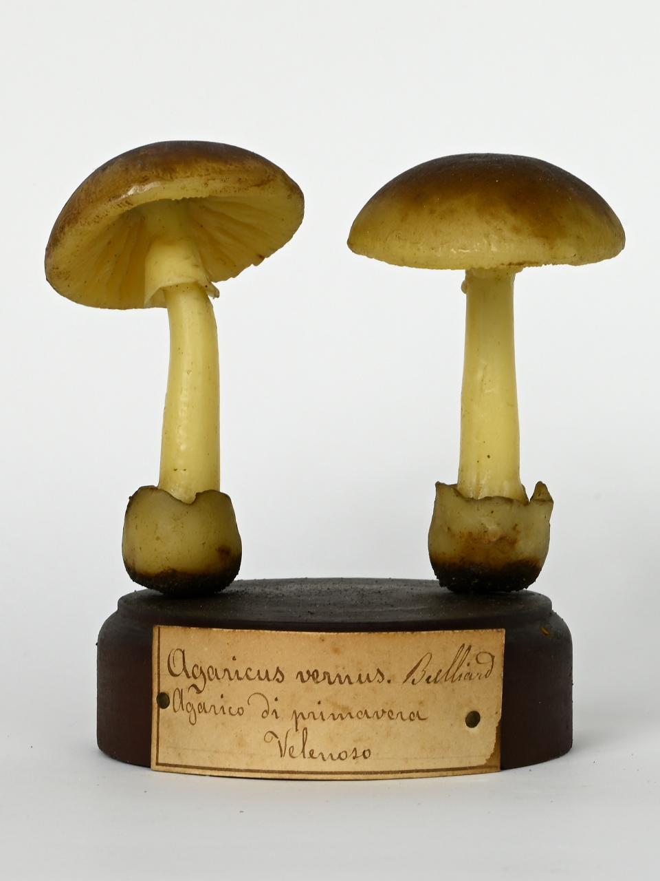 Modello di Maestri, Angelo - produzione ceroplastica ottocentesca (sec. XIX)