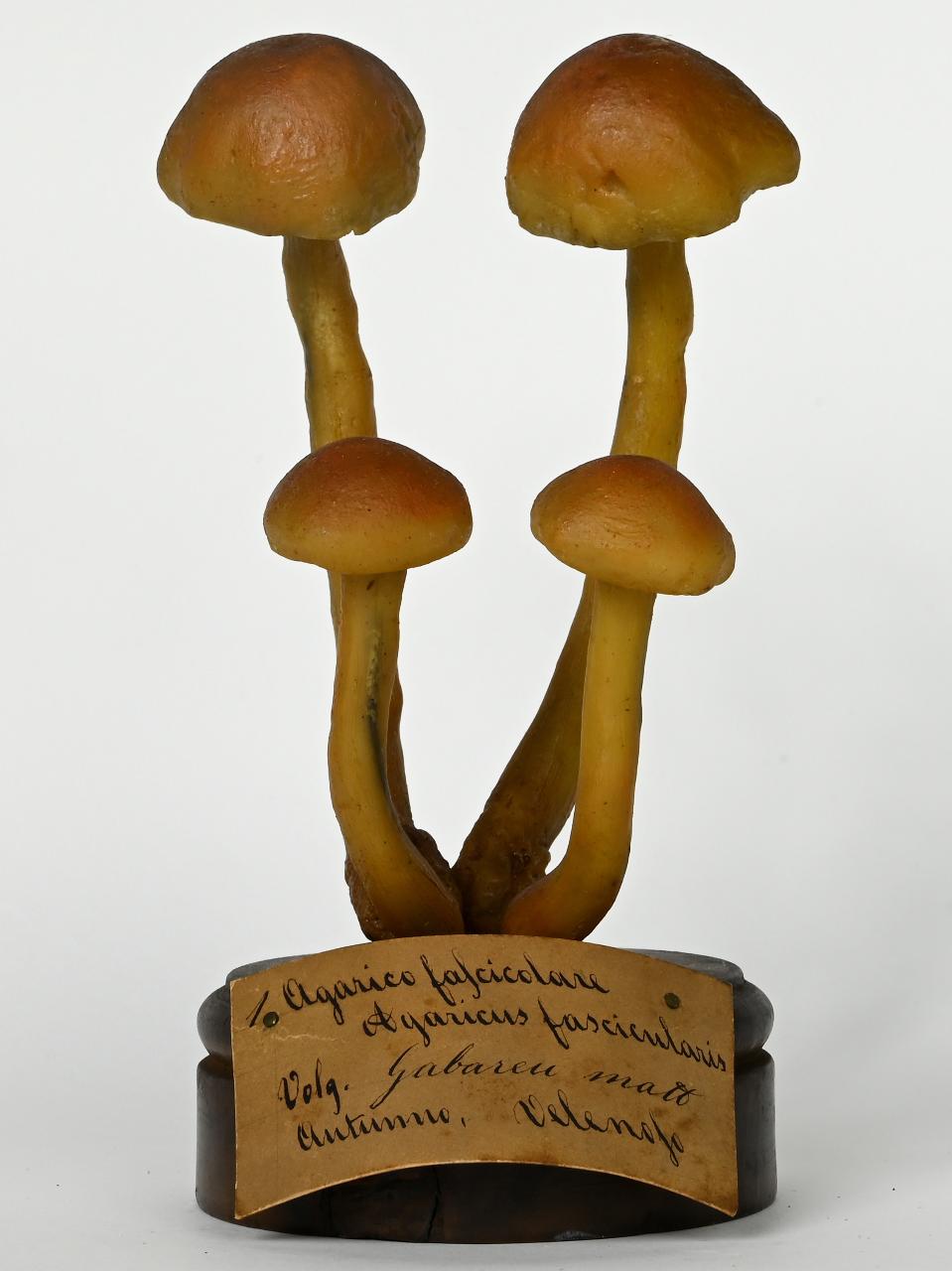 Modello di Maestri, Angelo - produzione ceroplastica ottocentesca (sec. XIX)