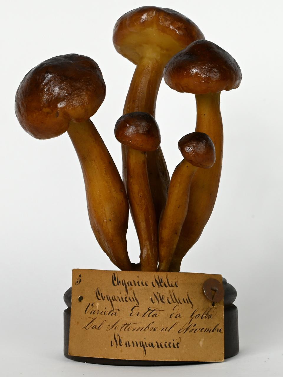 Modello di Maestri, Angelo - produzione ceroplastica ottocentesca (sec. XIX)