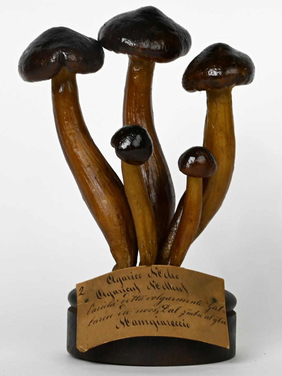 Modello di Maestri, Angelo - produzione ceroplastica ottocentesca (sec. XIX)