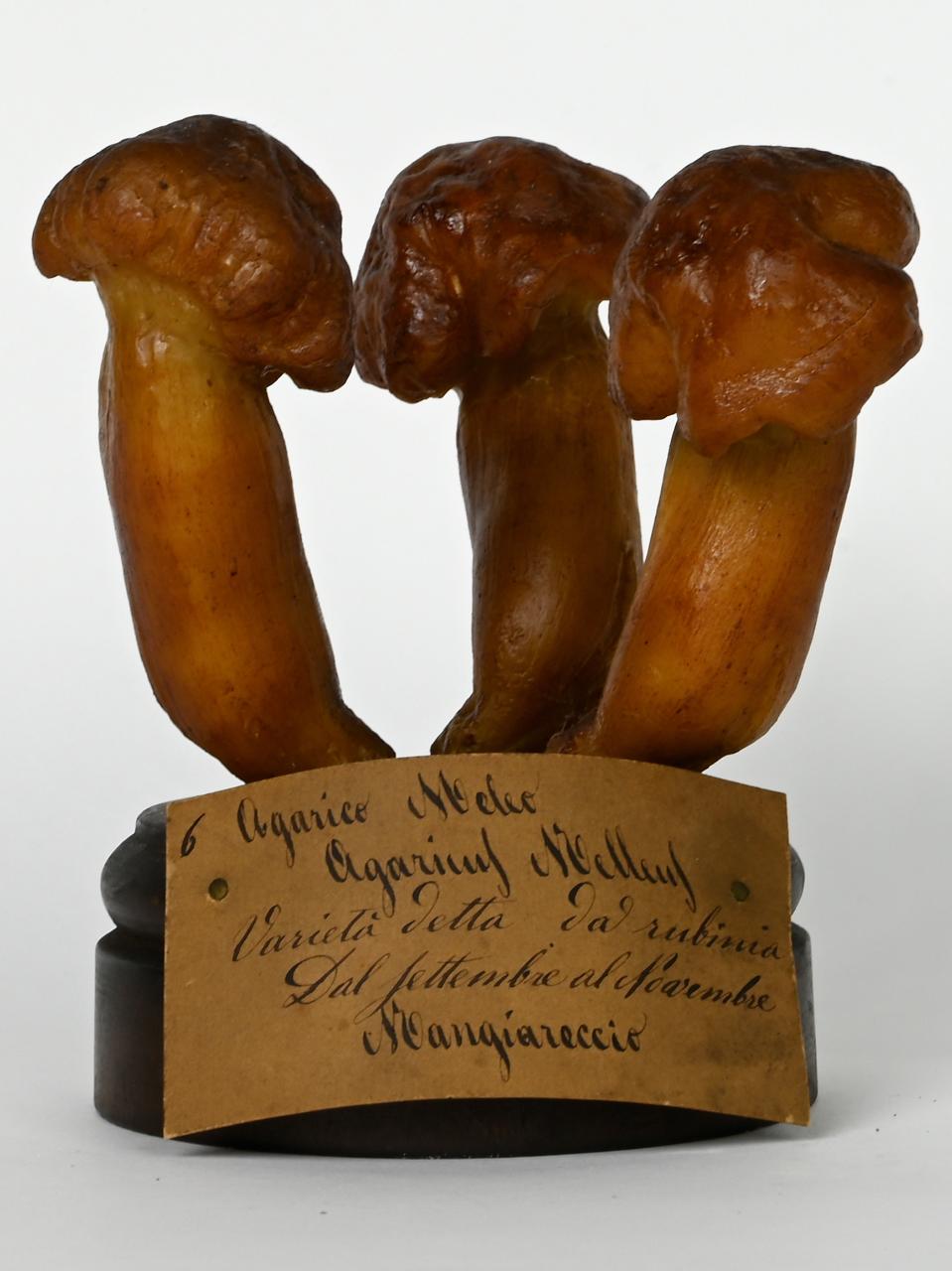 Modello di Maestri, Angelo - produzione ceroplastica ottocentesca (sec. XIX)