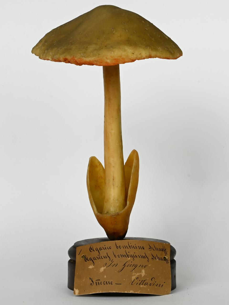 Modello di Maestri, Angelo - produzione ceroplastica ottocentesca (sec. XIX)