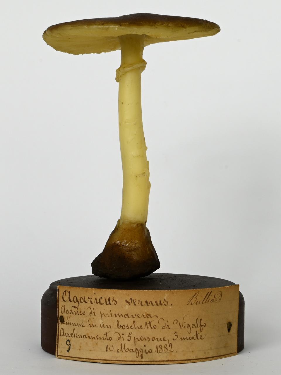 Modello di Maestri, Angelo - produzione ceroplastica ottocentesca (sec. XIX)