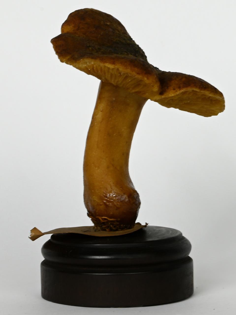 Modello di Maestri, Angelo - produzione ceroplastica ottocentesca (sec. XIX)