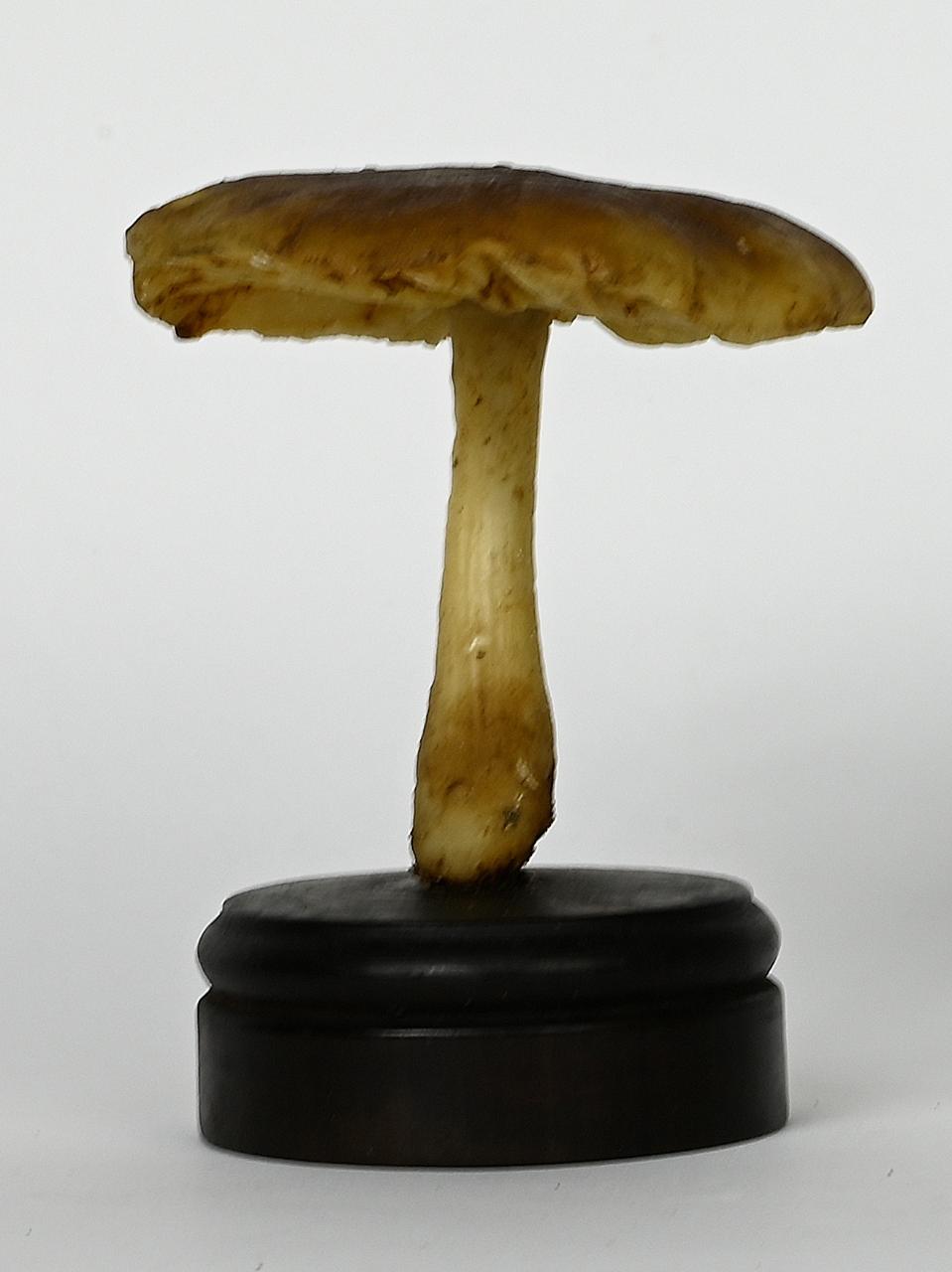 Modello di Maestri, Angelo - produzione ceroplastica ottocentesca (sec. XIX)