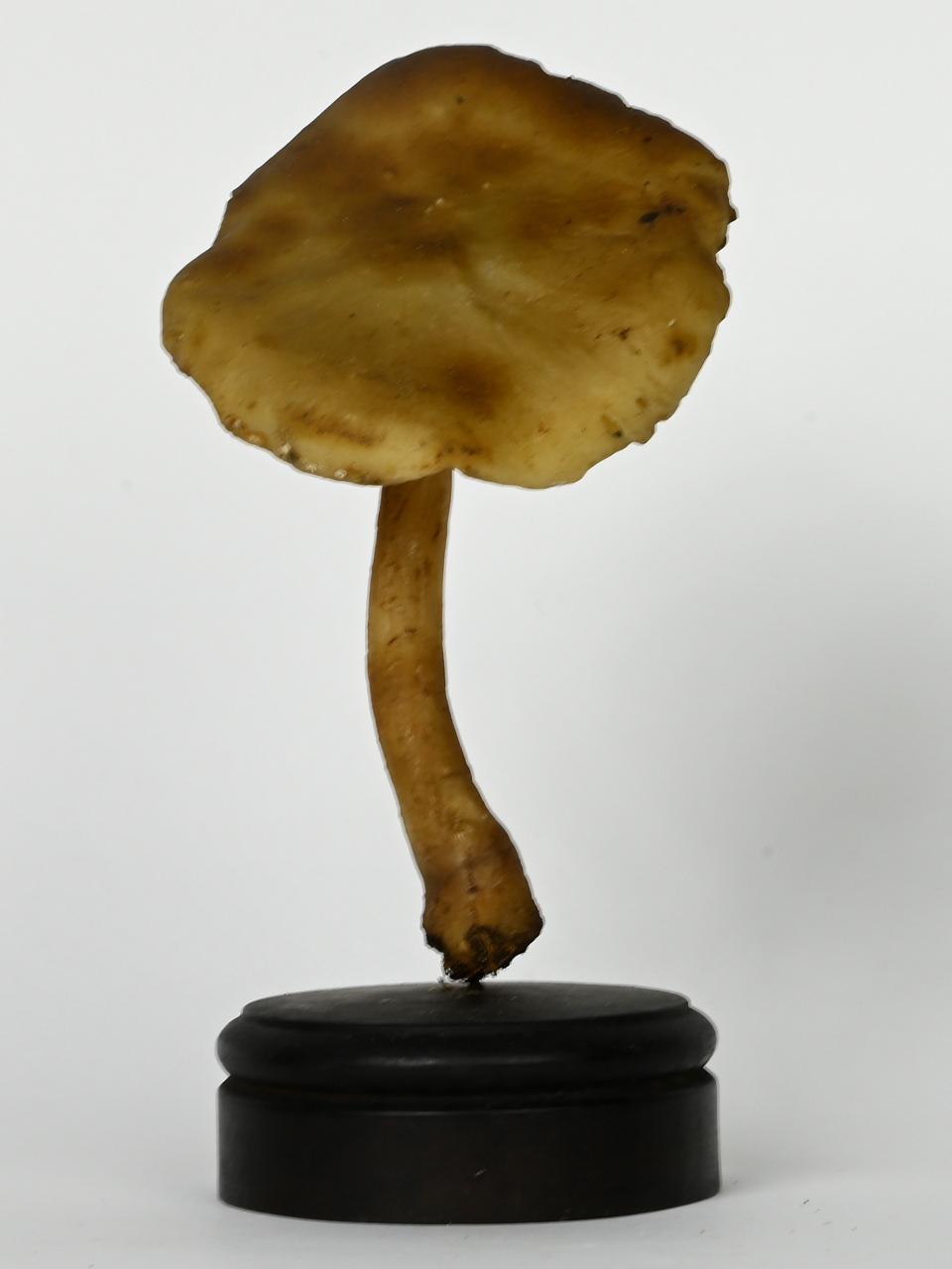 Modello di Maestri, Angelo - produzione ceroplastica ottocentesca (sec. XIX)