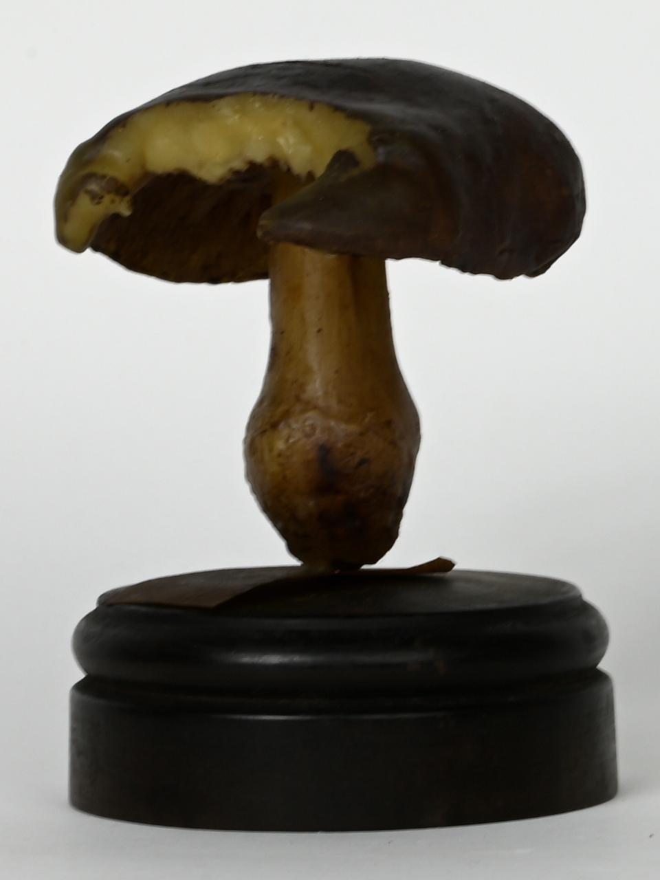 Modello di Maestri, Angelo - produzione ceroplastica ottocentesca (sec. XIX)