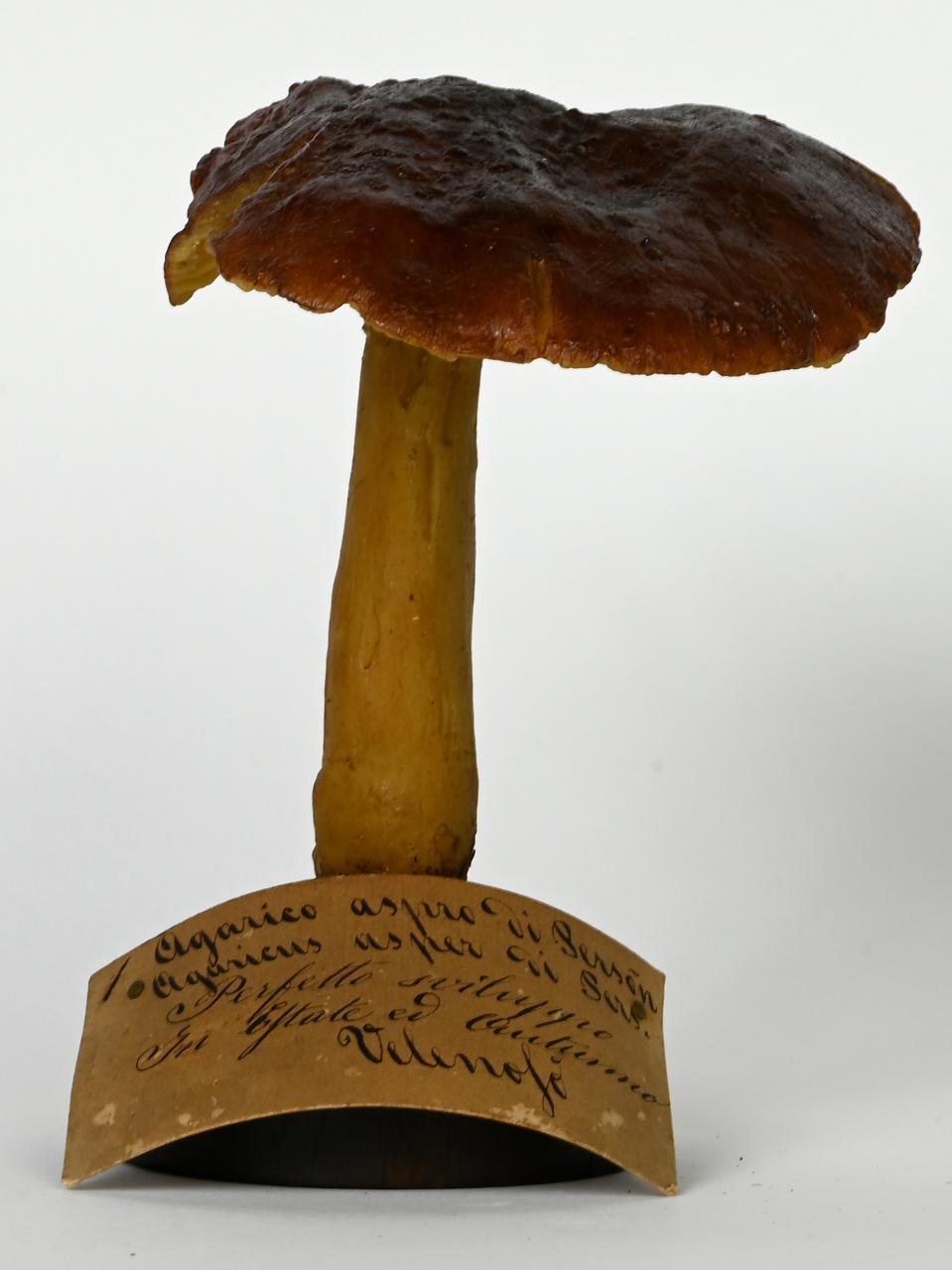 Modello di Maestri, Angelo - produzione ceroplastica ottocentesca (sec. XIX)