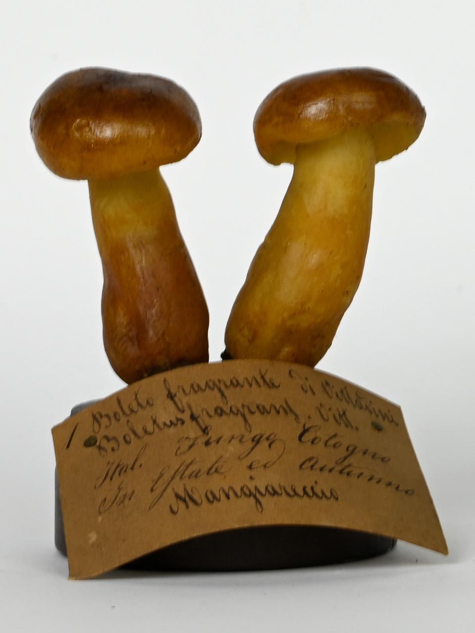 Modello di Maestri, Angelo - produzione ceroplastica ottocentesca (sec. XIX)