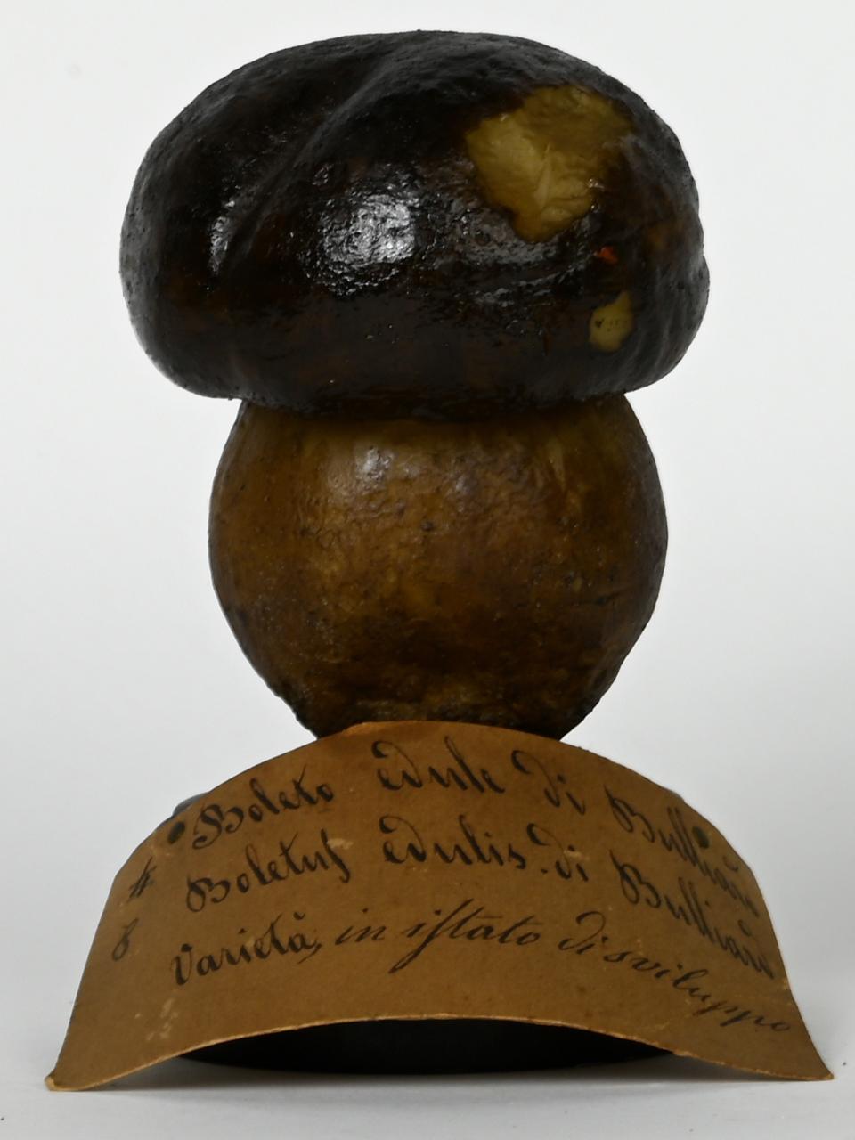 Modello di Maestri, Angelo - produzione ceroplastica ottocentesca (sec. XIX)